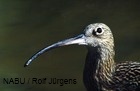 brachvogel