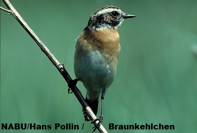braunkehlchen