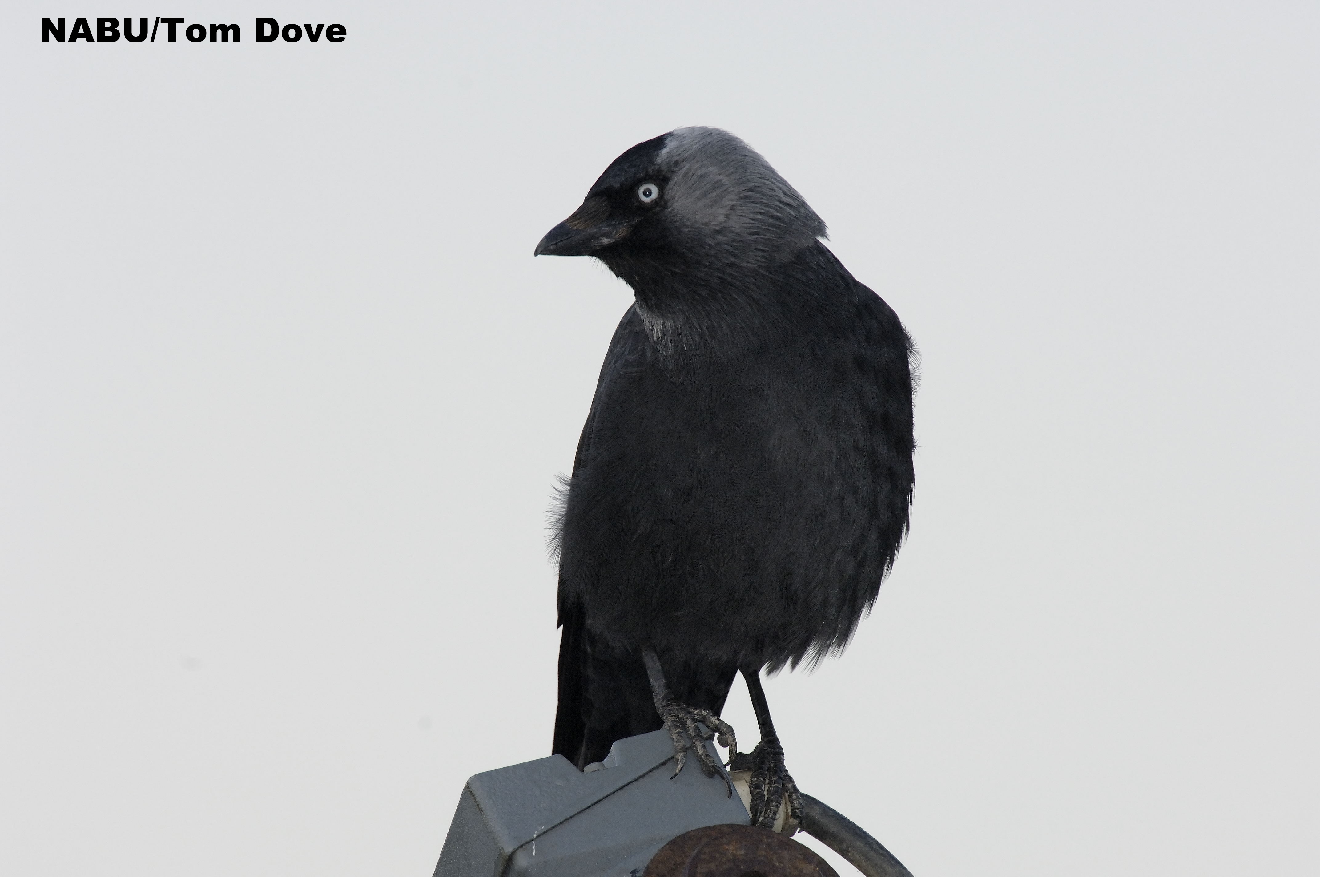 dohle