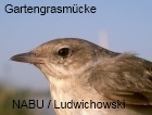 gartengrasm&uuml;cke