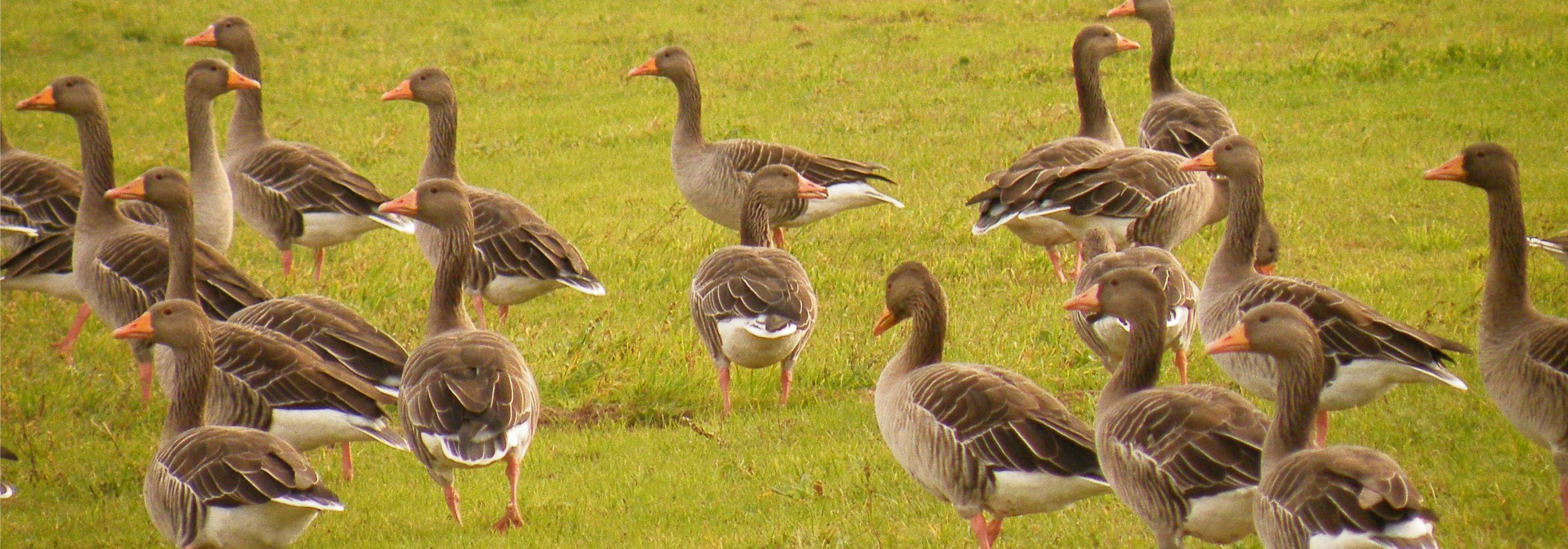 graugans