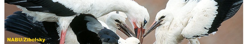 storch