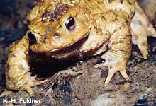 kroete