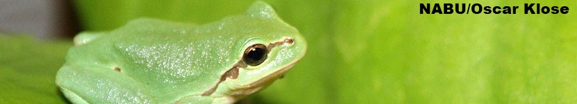 laubfrosch