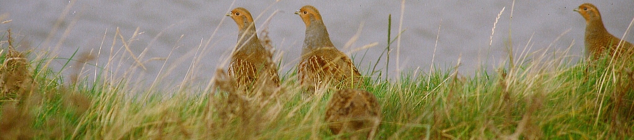 rebh&uuml;hner