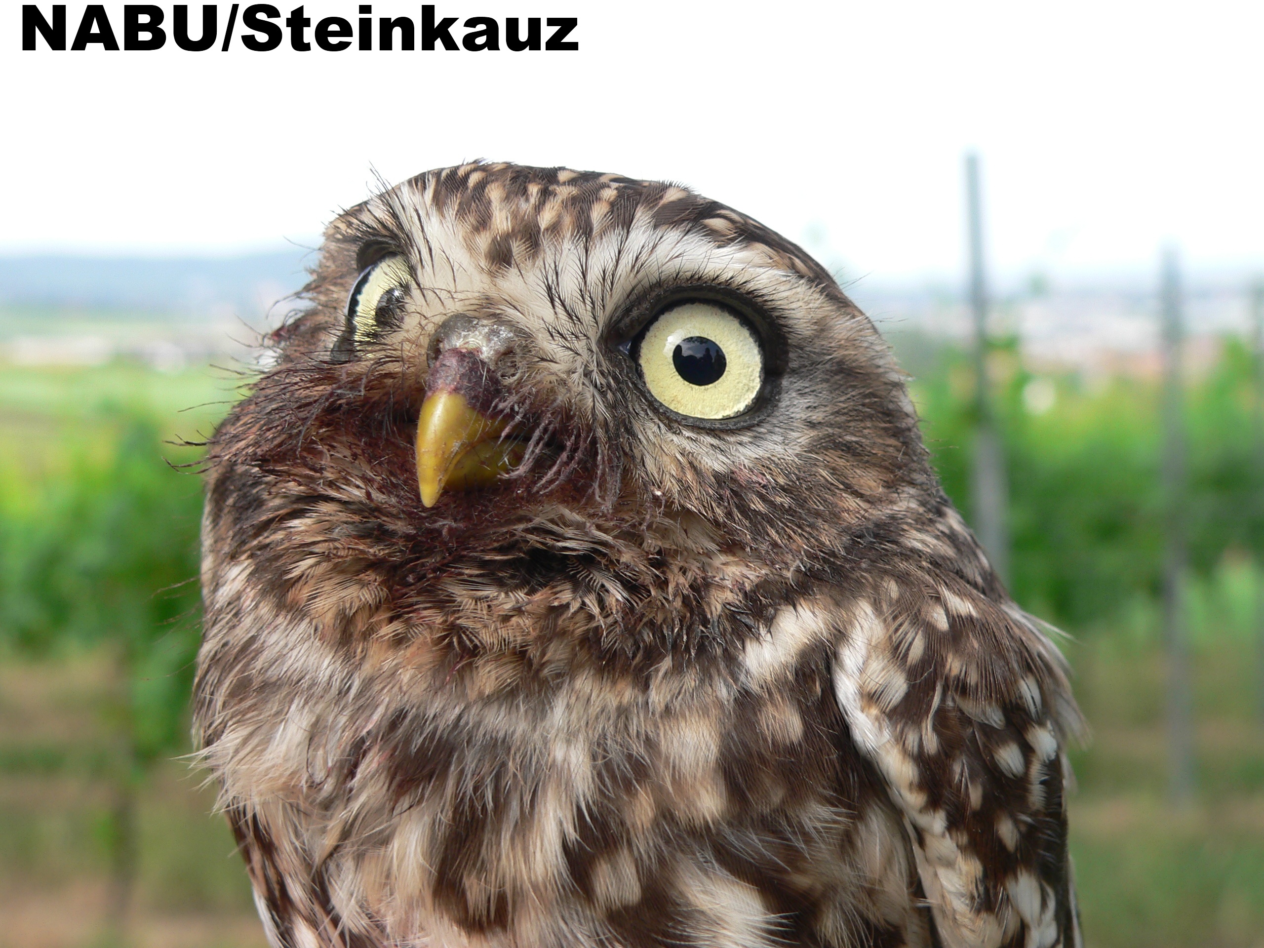 steinkauz
